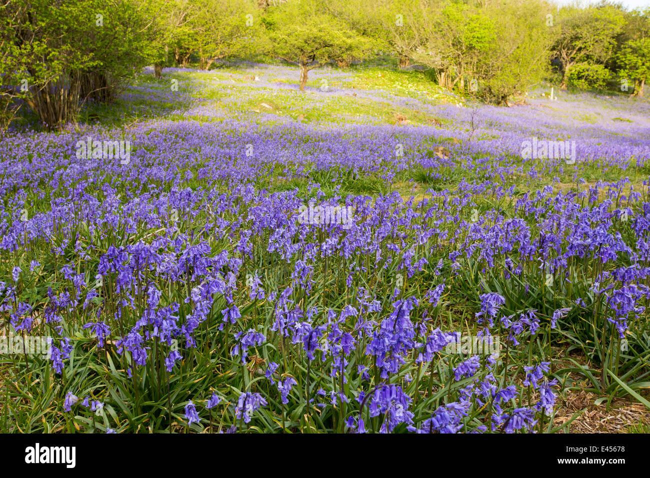 Bluebells e Hazel coppicing cresce su una collina calcarea in Yorkshire Dales National Park, Regno Unito. Foto Stock