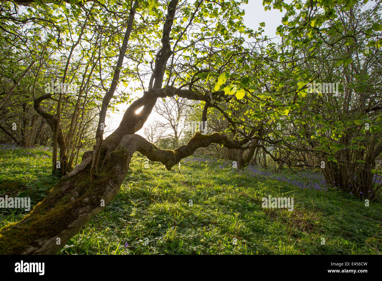 Bluebells e Hazel coppicing cresce su una collina calcarea in Yorkshire Dales National Park, Regno Unito. Foto Stock