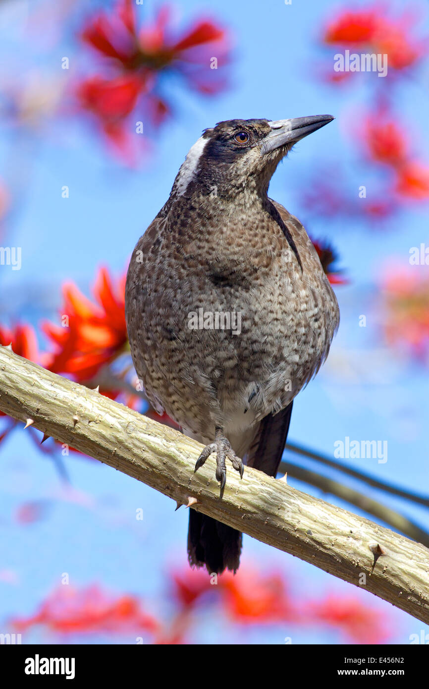 Un australiano Gazza (Cracticus tibicen) appollaiato in un albero di corallo a Perth in Australia Occidentale. Foto Stock