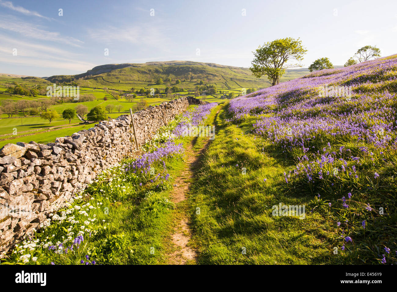 Bluebells e aglio selvatico cresce su una collina calcarea in Yorkshire Dales National Park, Regno Unito. Foto Stock