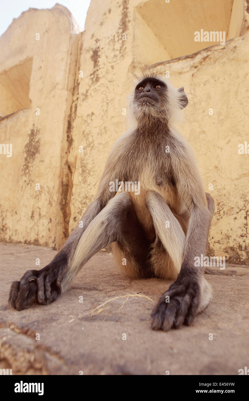 Femmina pianure meridionali grigio / Hanuman langur (Semnopithecus dussumeri), India Foto Stock