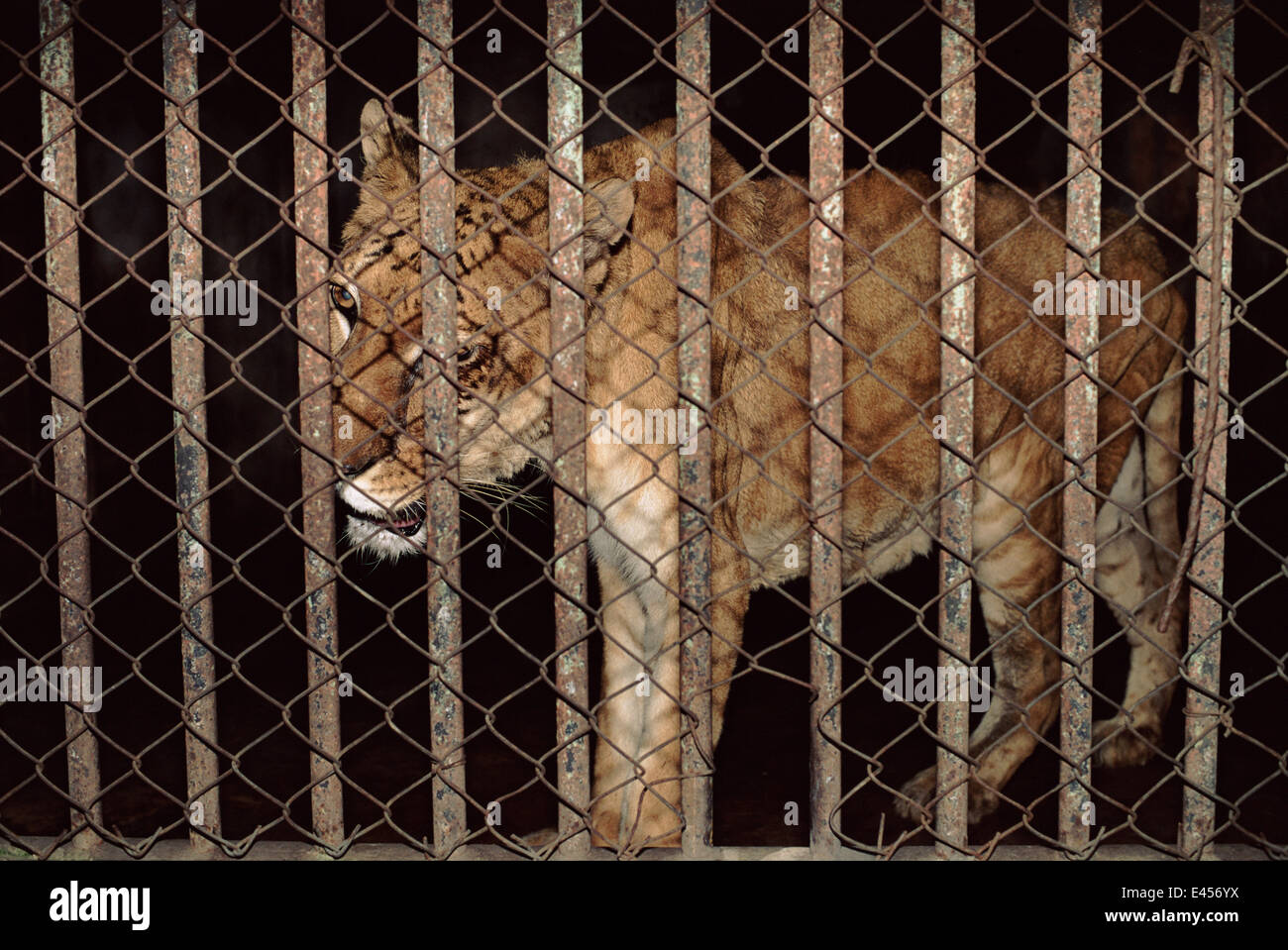 Tigon - hybrid tiger-lion: prole di tigre maschio attraversato con leonessa 'Rangini', lo Zoo di Calcutta, in India. Crippled animale Foto Stock