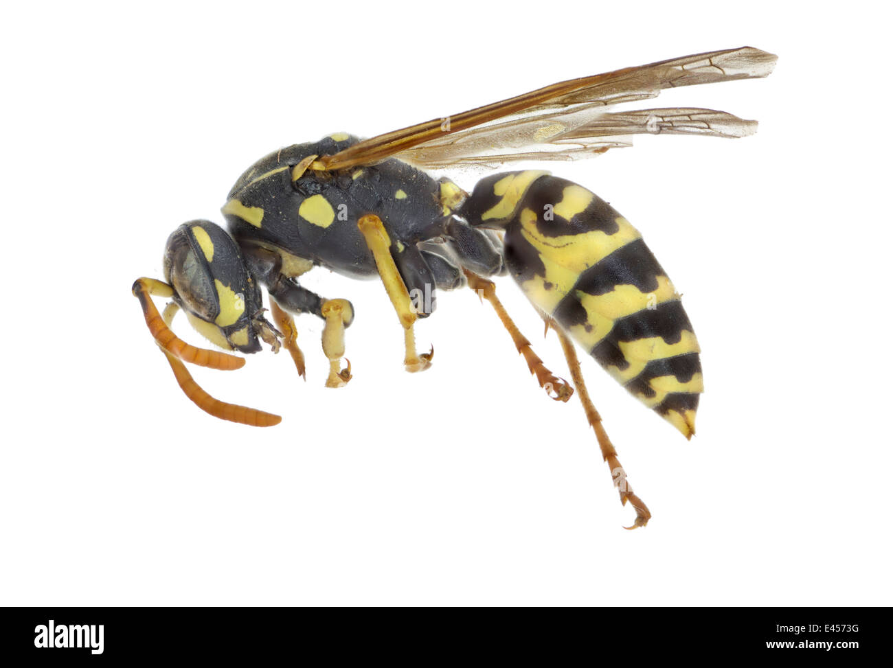 Hymanoptera; Vespidae; Polistes dominula; Cristo 1791; Carta Europea Wasp; lunghezza: 22 mm Foto Stock