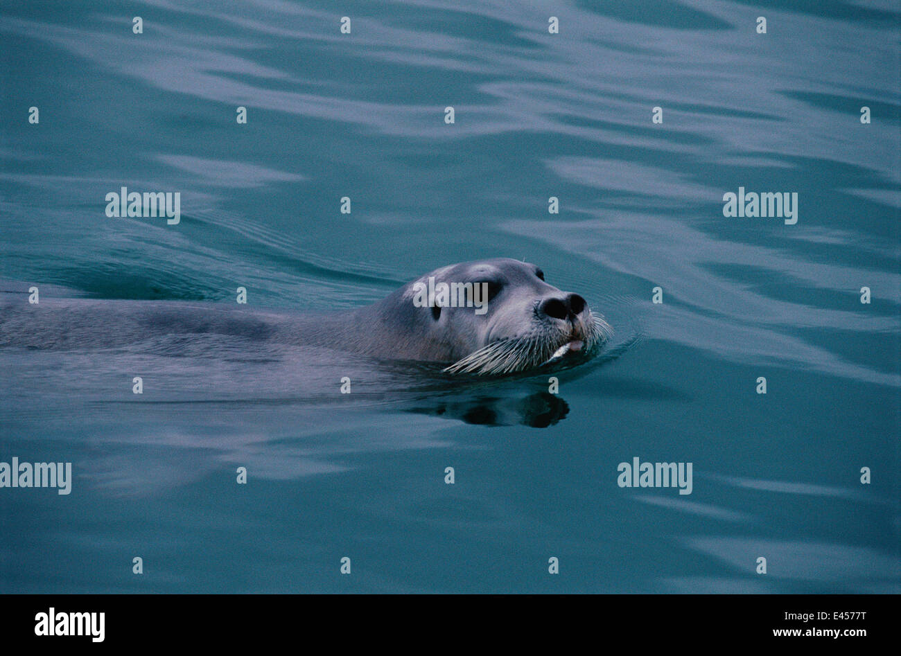 Guarnizione barbuto nuoto {Erignathus barbatus} Svalbard, Norvegia Foto Stock