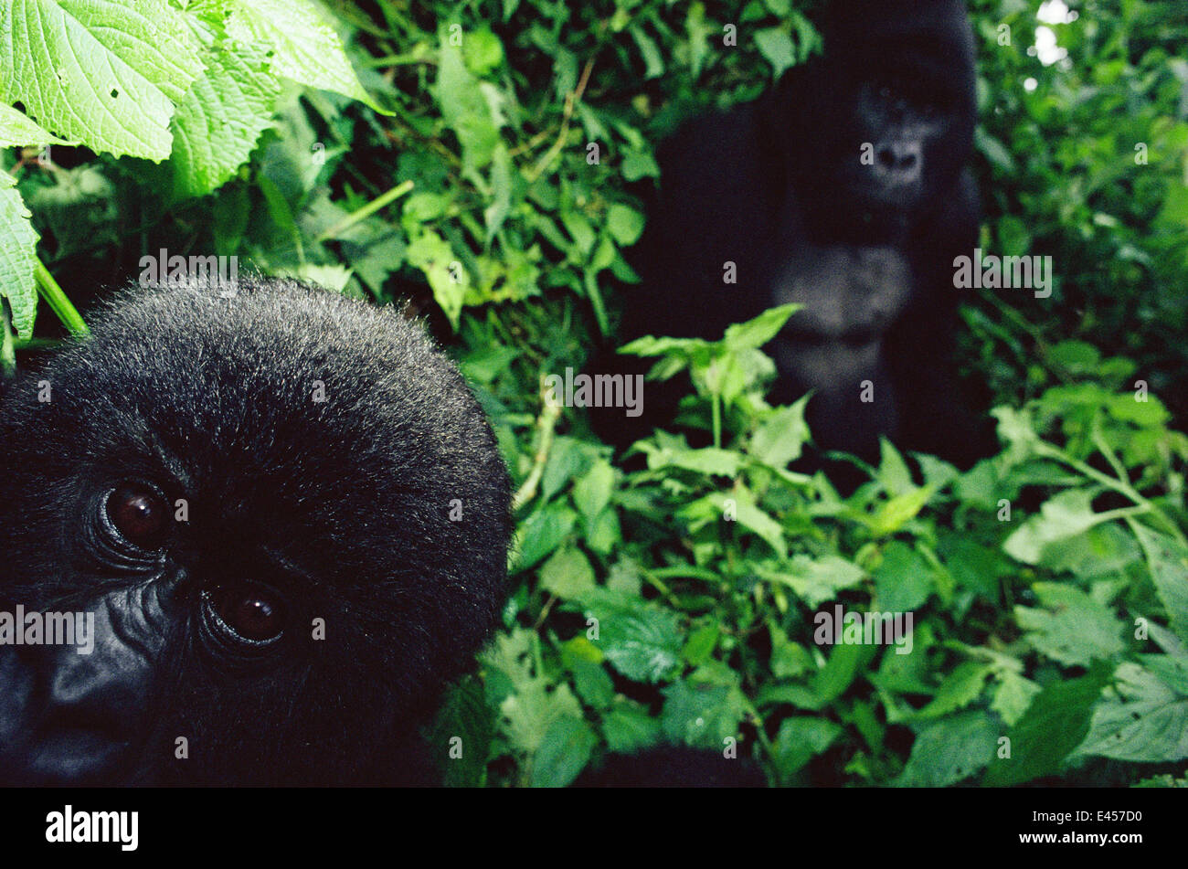 Giovani gorilla di montagna {Gorilla gorilla beringei} coetanei nella fotocamera, Virunga NP, Repubblica Democratica del Congo. Silverback 'Rugabo' in background è stato ucciso da milizie il roaming il parco durante la ruandese di crisi di rifugiati. Foto Stock