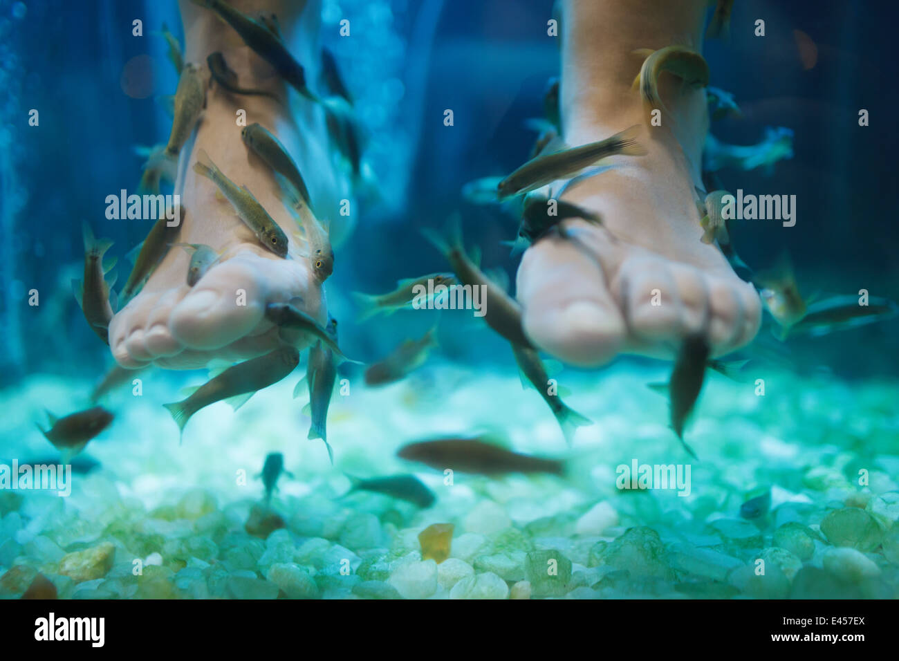 Pesce pedicure spa wellness trattamento di cura della pelle Foto Stock