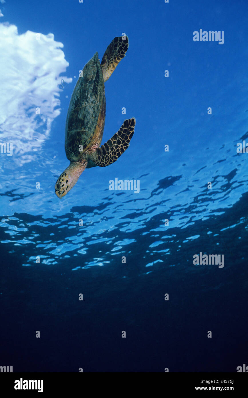 Tartaruga embricata {Eretmochelys imbricata} immersioni subacquee dal mare la superficie, Poive è, Gruppo Amirantes, Seicelle Foto Stock