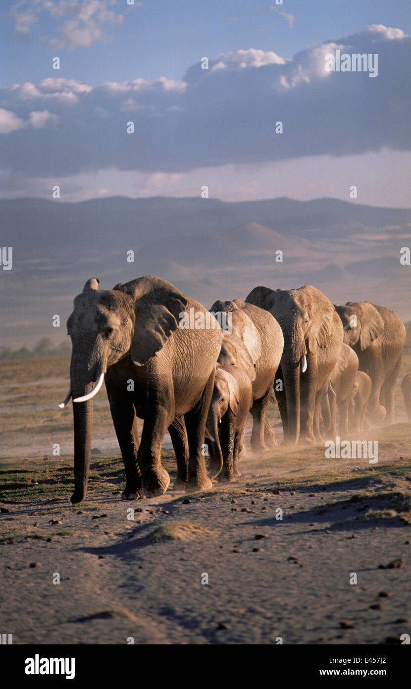 Elefante africano (Loxodonta africana) allevamento camminando in linea, femmina matriach nella parte anteriore, Amboseli GR, Kenya, Africa orientale Foto Stock