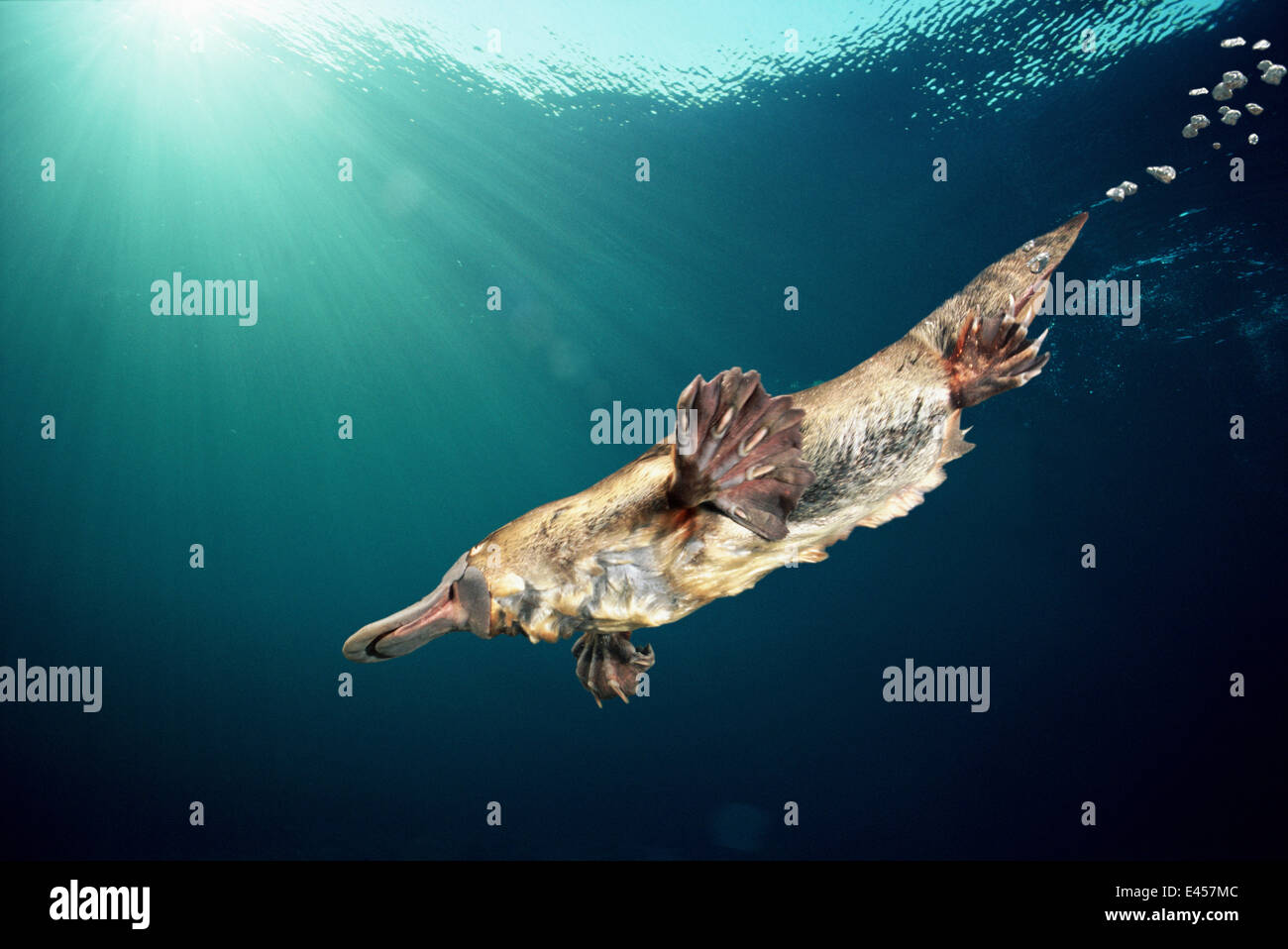 Playtpus nuoto sott'acqua {Ornithorhynchus anatinus} Australia. Composito Digitale Foto Stock