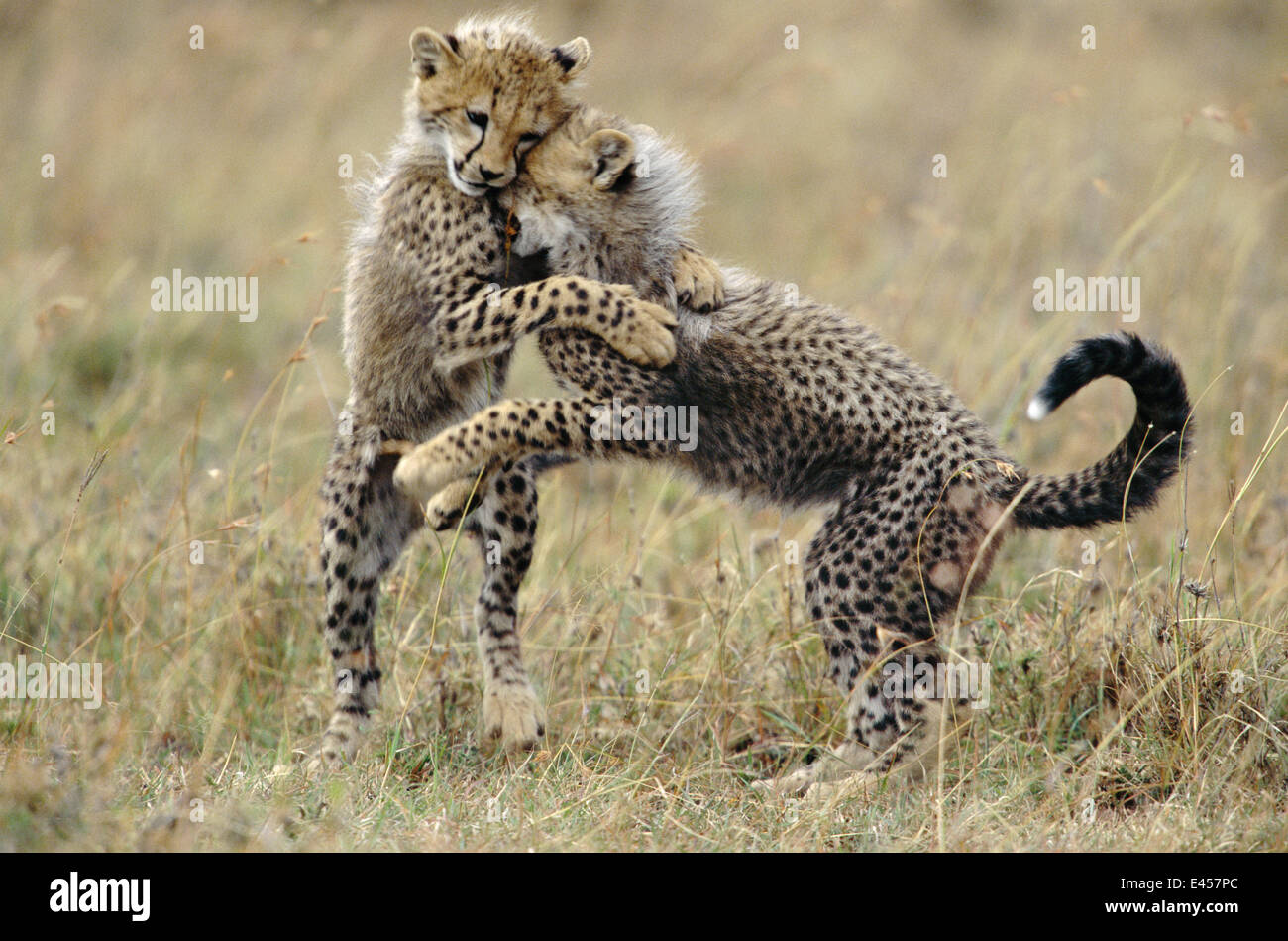Ghepardi cubs giocare combattimenti {Acinonyx jubatus} Masai Mara, Kenya Foto Stock