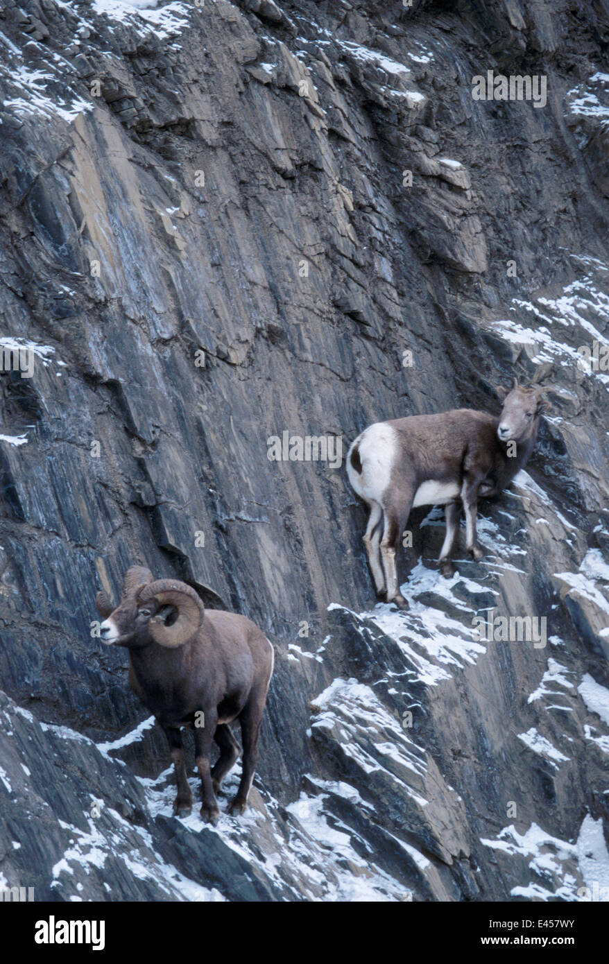 Bighorn {Ovis canadensis} femmina che cercano rifugio dai maschi di Jasper NP, Alberta, Canada Foto Stock