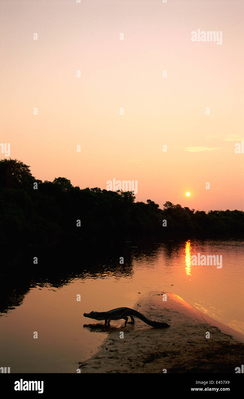 {Caimano yacare Caimano} dal fiume al tramonto, Pantanal, Brasile Foto Stock