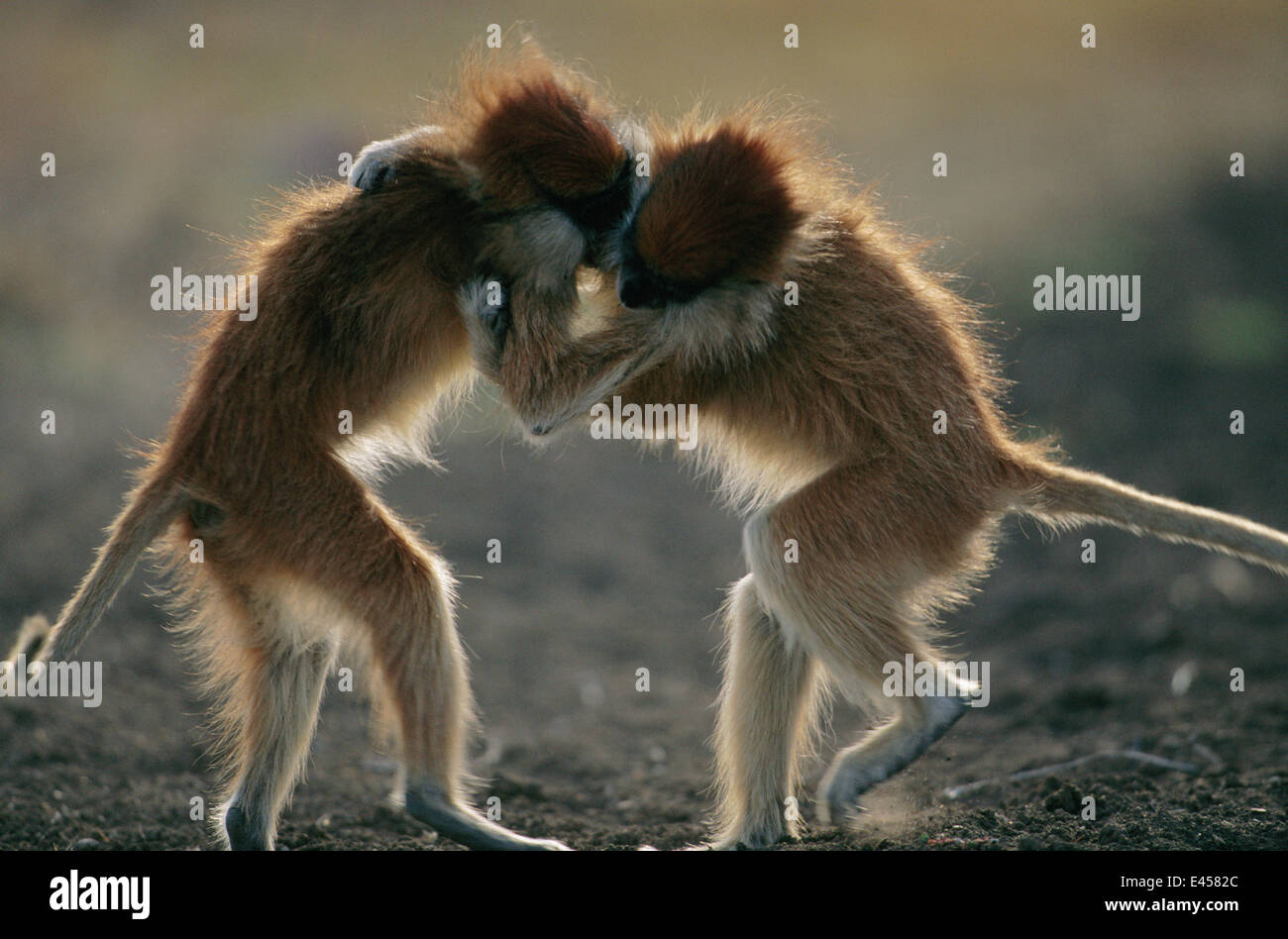 Maschio scimmie patas {Erythrocebus patas} wrestling. Altopiano di Laikipia, Kenya. Foto Stock