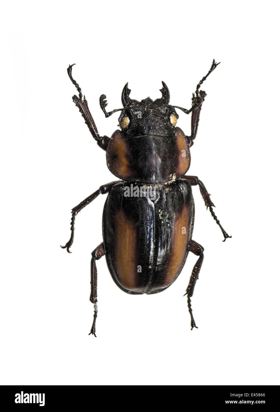Coleoptera; Lucanidae; Prosopocoilus savagei; Speranza; Foto Stock