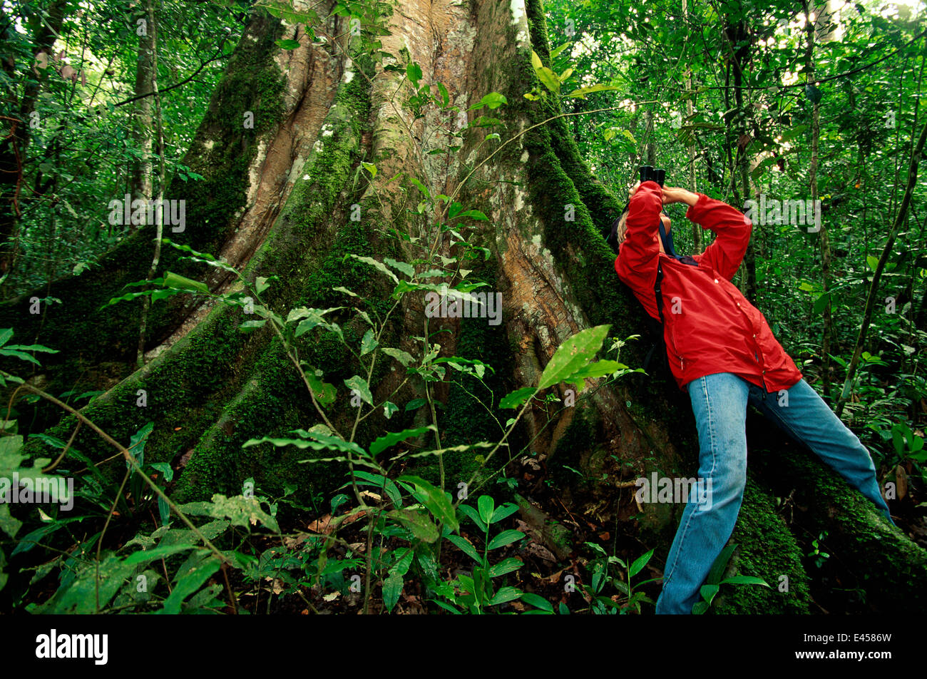 Guida del turismo guardando in alto nella foresta pluviale con il binocolo, foresta di Bwindi, Foto Stock