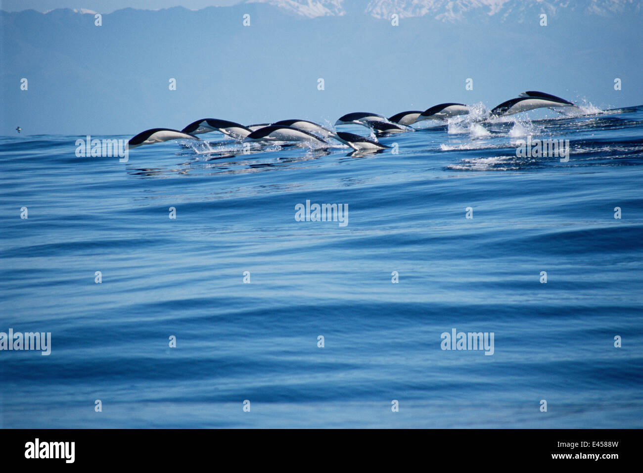 Southern Right whale delfini porpoising {Lissodelphis peronii} Kaikoura, Nuova Zelanda Foto Stock