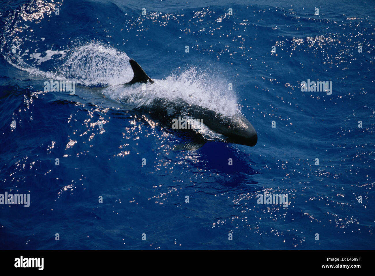 Falso Killer Whale {Pseudorca crassidens} Golfo del Messico, l'Oceano Atlantico Foto Stock