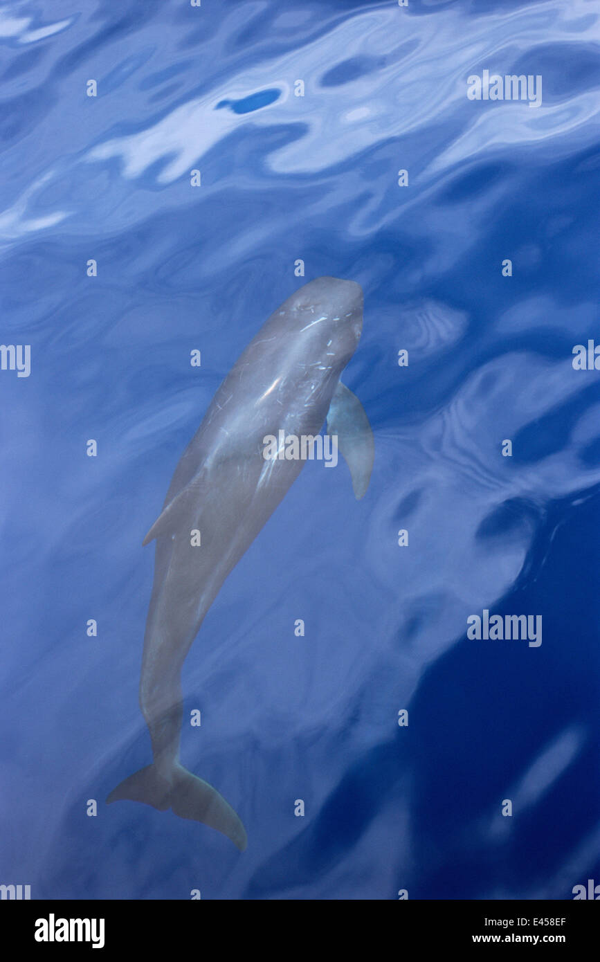 Risso dolphin affiorante {Grampus griseus} Maldive Foto Stock