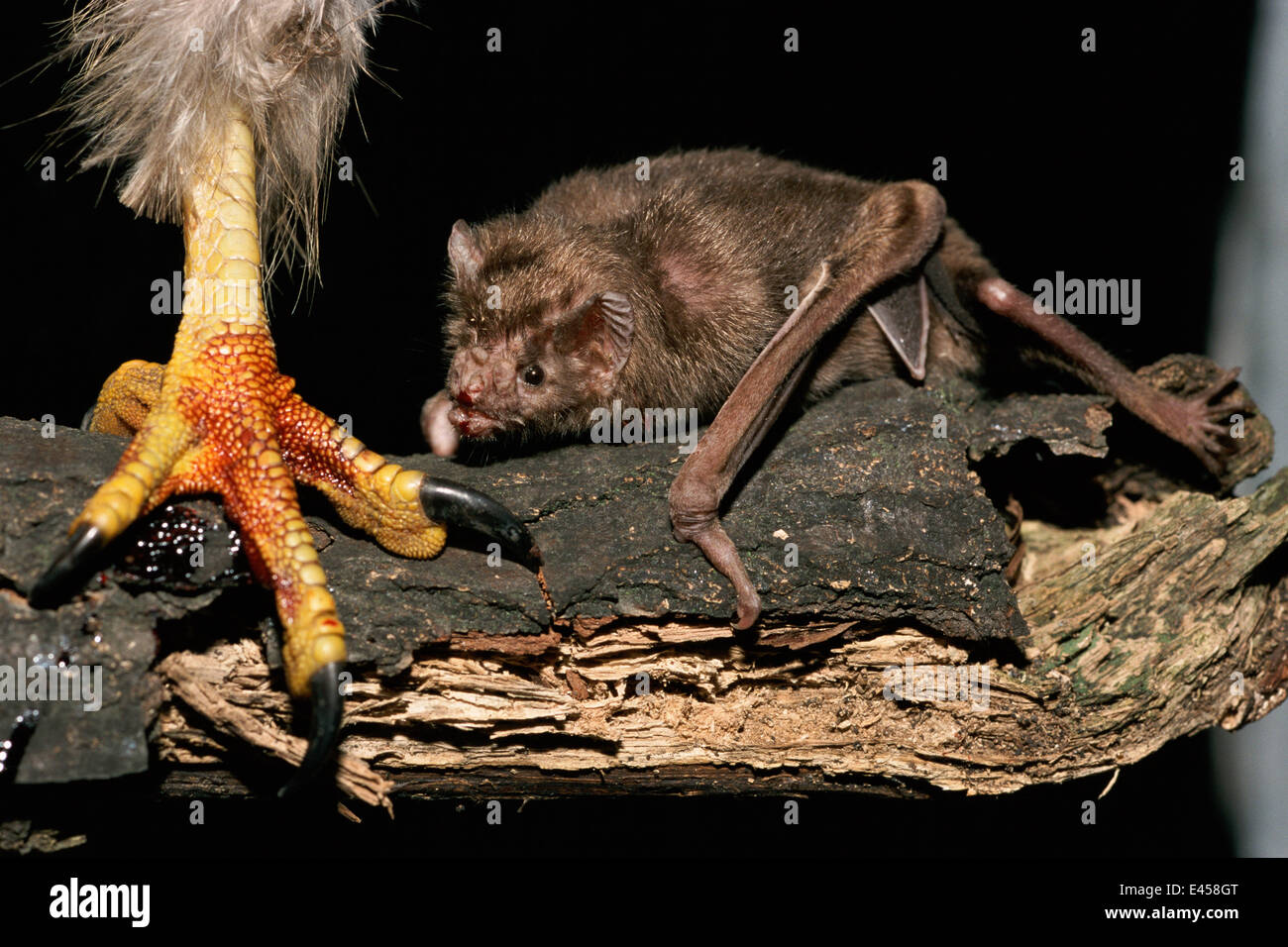 Vampiro comune bat {Desmodus rotundus} alimenta il sangue da bird il piede. America centrale Foto Stock