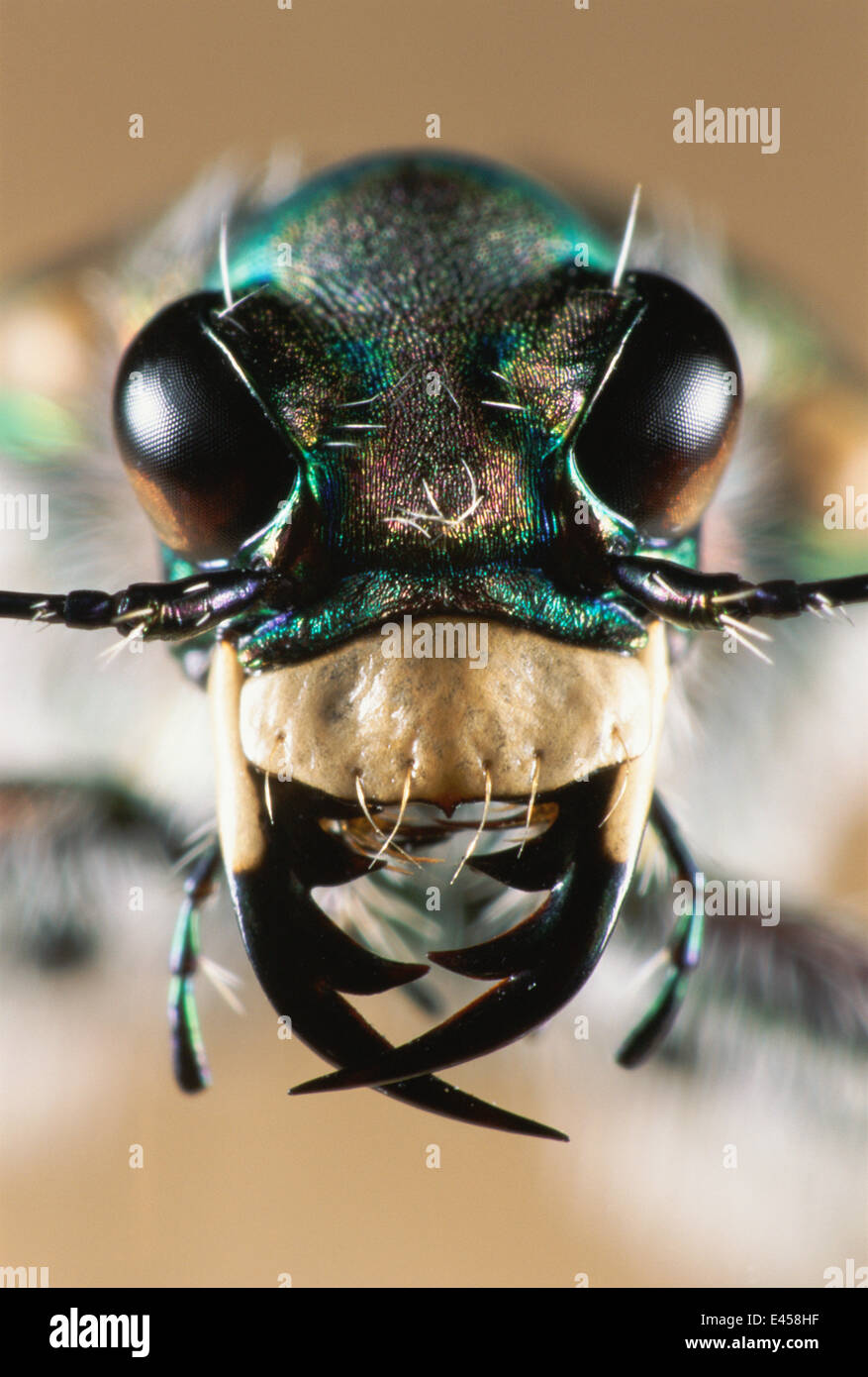 Tiger beetle close up di apparato boccale {Cicindela hydriba} Hessen, Germania Foto Stock