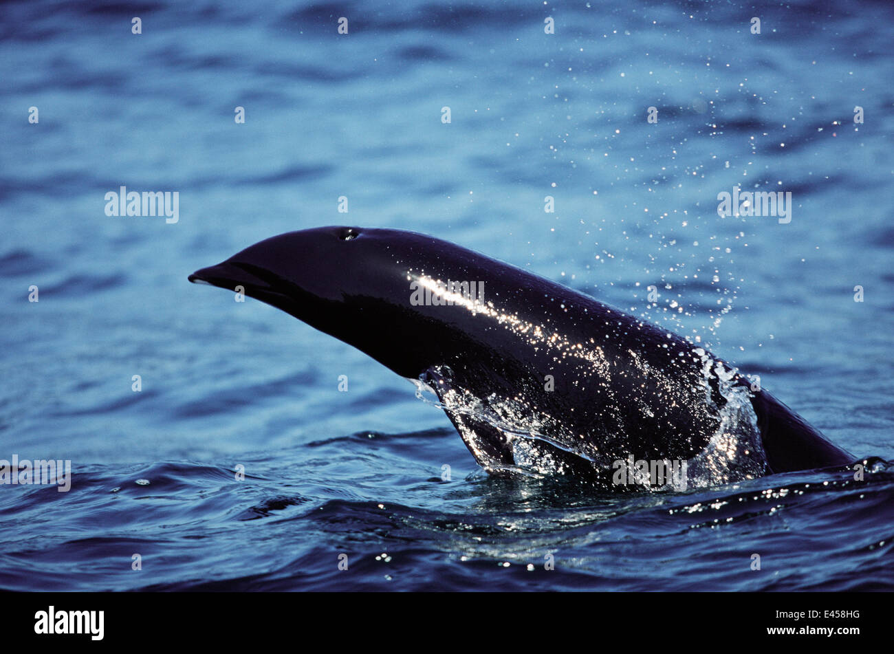 Saltando a destra del Nord di balena delfino {Lissodelphis borealis} baia di Monterey, California, Stati Uniti d'America Foto Stock