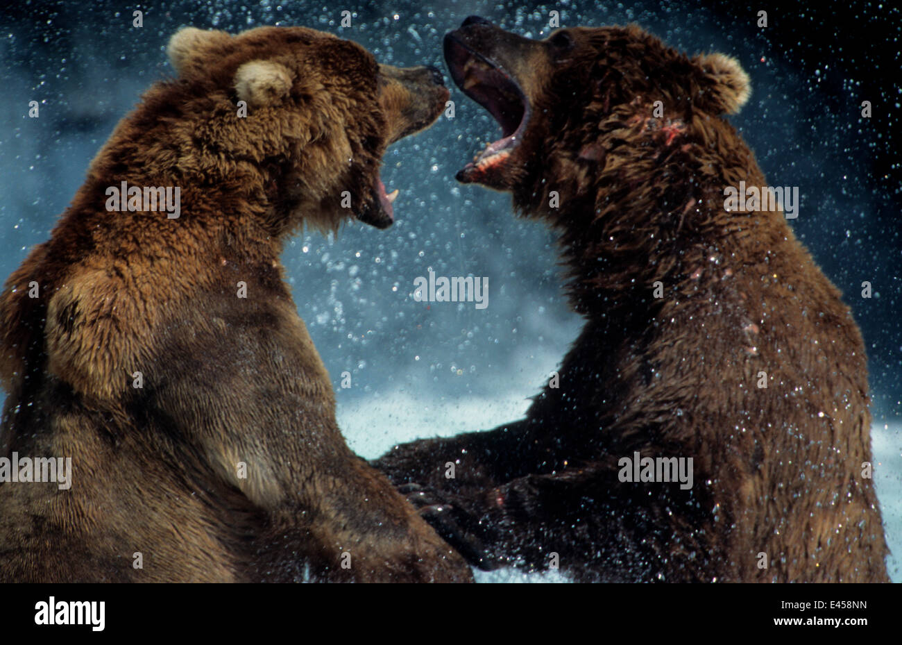 Gli orsi grizzly combattimenti, fiume Brooks, Katmai NP, Alaska {Ursus arctos horribilis} Foto Stock