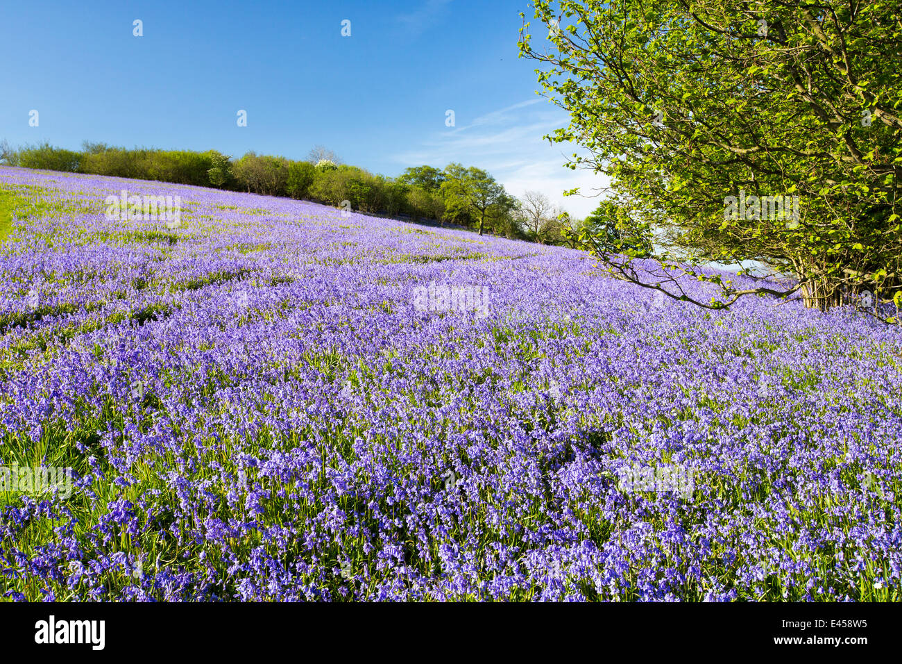 Bluebells crescendo su una collina calcarea in Yorkshire Dales National Park, Regno Unito. Foto Stock