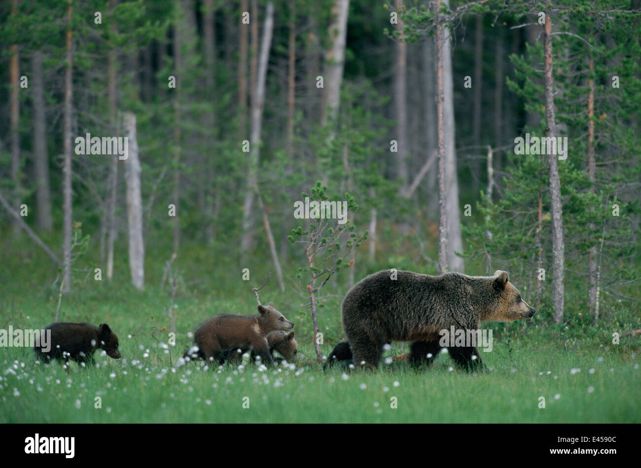 Europeo femminile orso bruno con cuccioli seguenti {Ursus arctos} Lapponia finlandese. Foto Stock