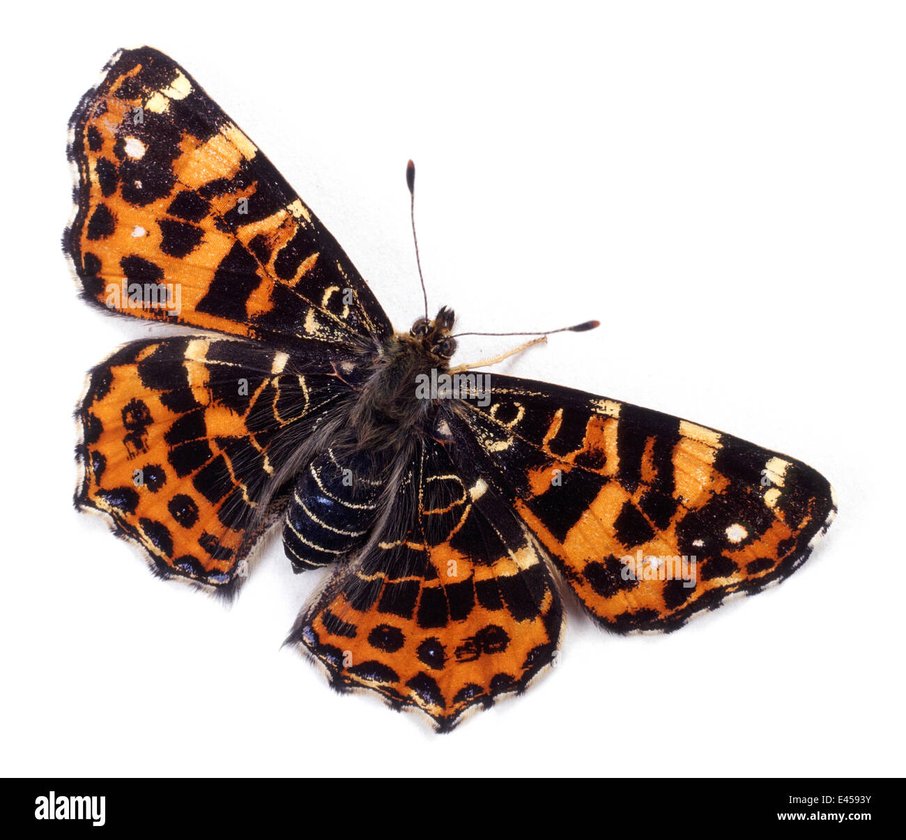 Mappa europea Butterfly (Araschnia levana) primavera colore forma, UK. Captive. Foto Stock