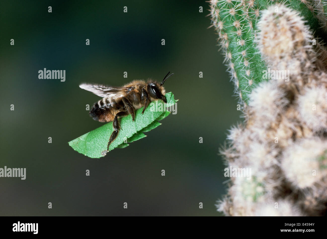 Foglia-taglio bee {Megachile sp) femmina portando profilato anta a nido tra radici di cactus. Foto Stock