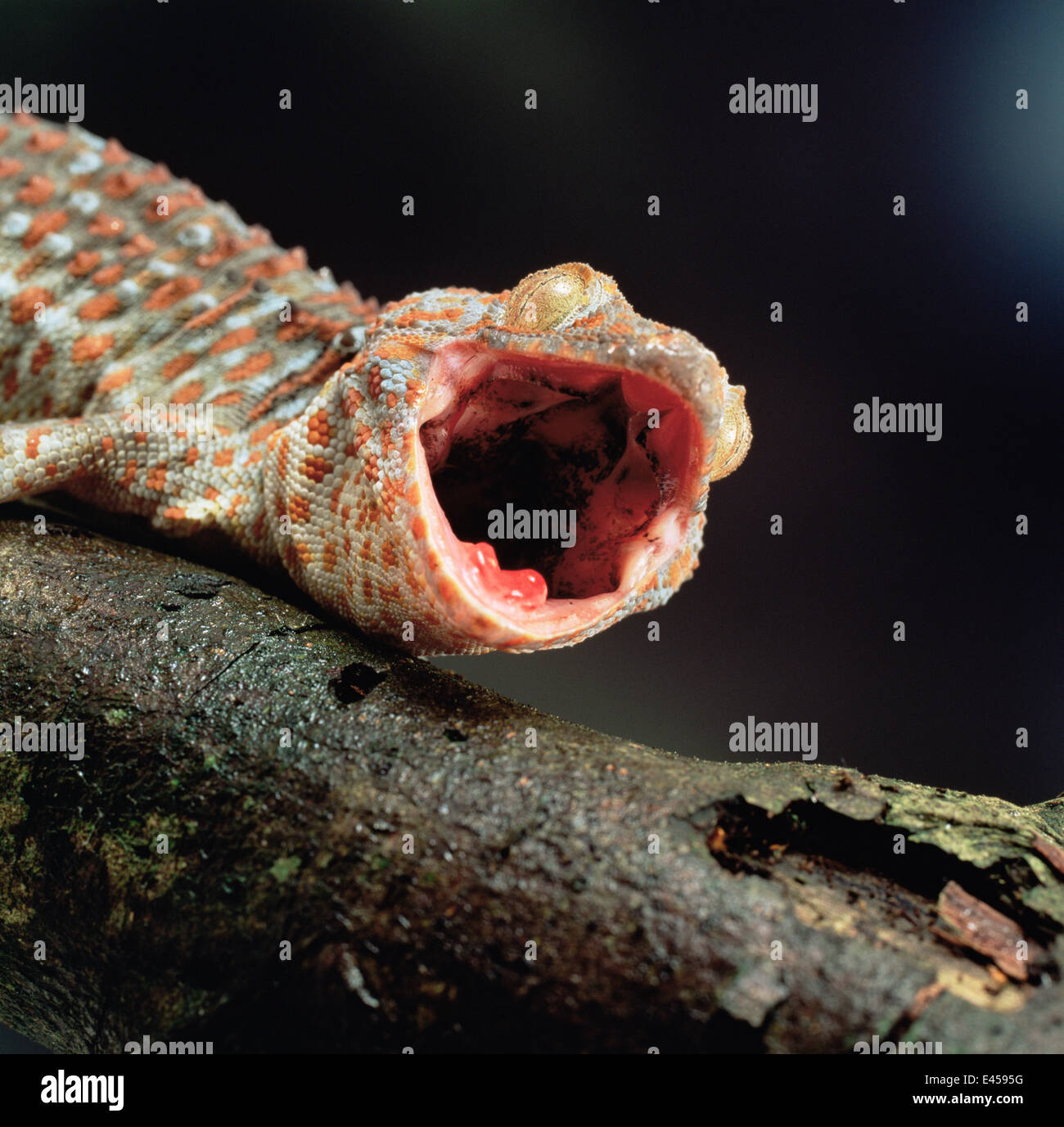 Vino di Tokay gecko {Gecko gecko} display difensiva. captive, dal sud-est asiatico. Foto Stock