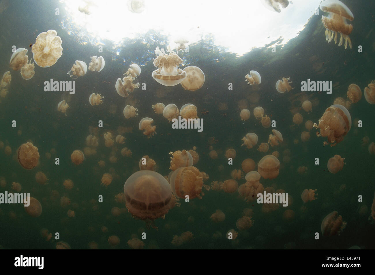 Stingless meduse galleggiante nel lago d'acqua salmastra, Kalaban è, Kalimantan, Indonesia Foto Stock