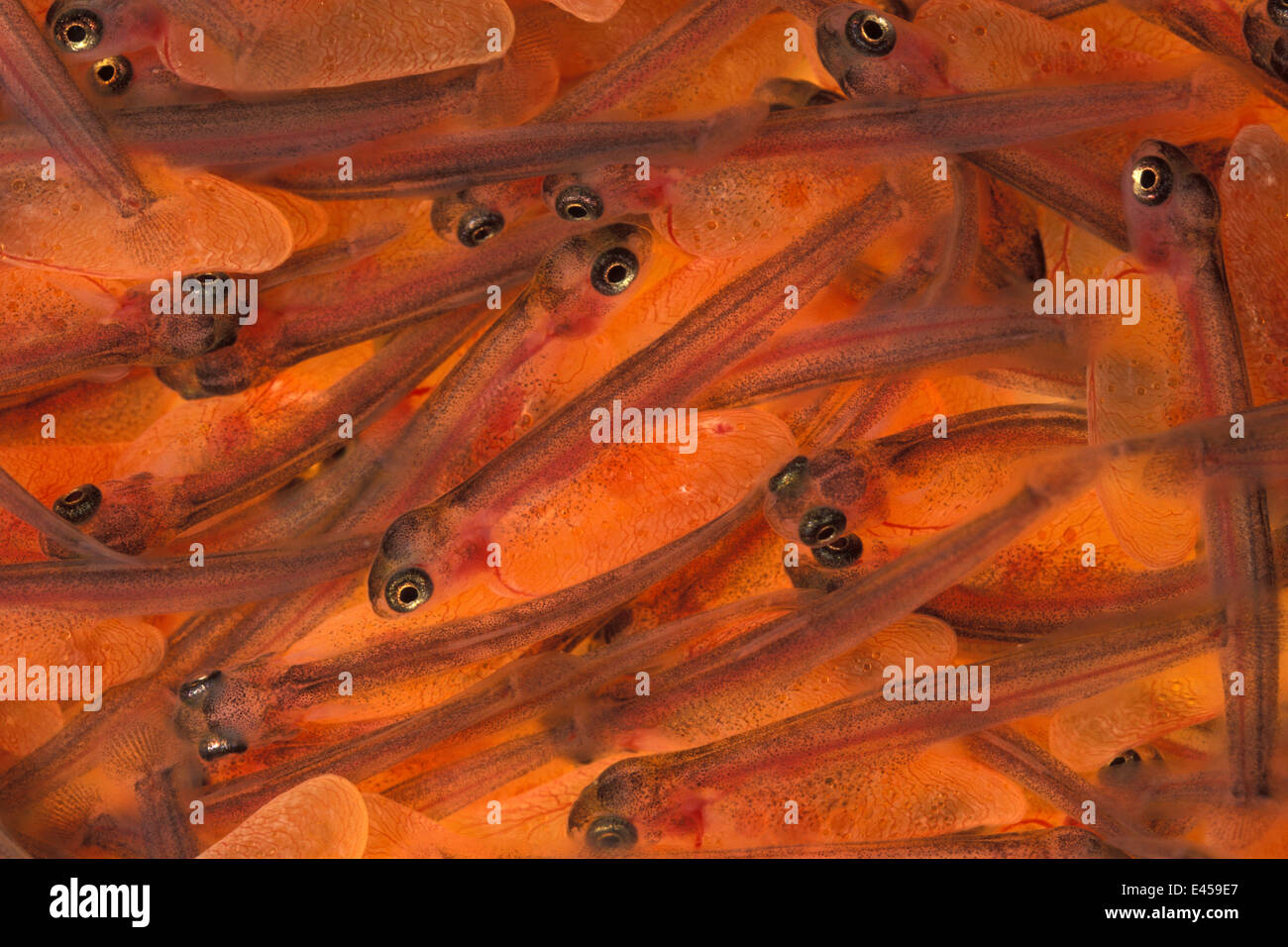 Brown Trout avannotti (Salmo trutta fario) in un incubatoio, Europa, Captive Foto Stock