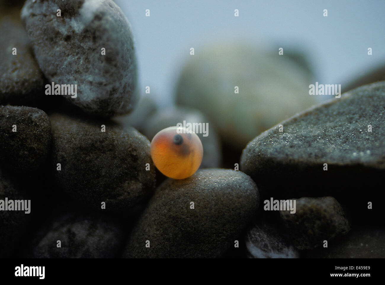 La trota marrone (Salmo trutta fario) uovo, del fiume Aare, Svizzera, 1991 Foto Stock