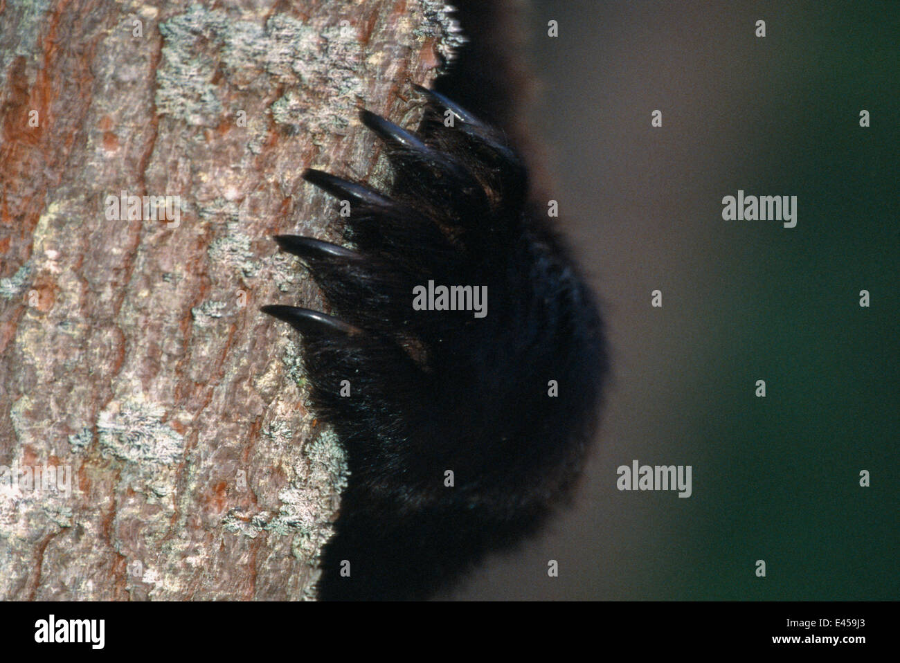 Unione orso bruno zampa sul tronco di albero {Ursus arctos} Lapponia finlandese. Foto Stock
