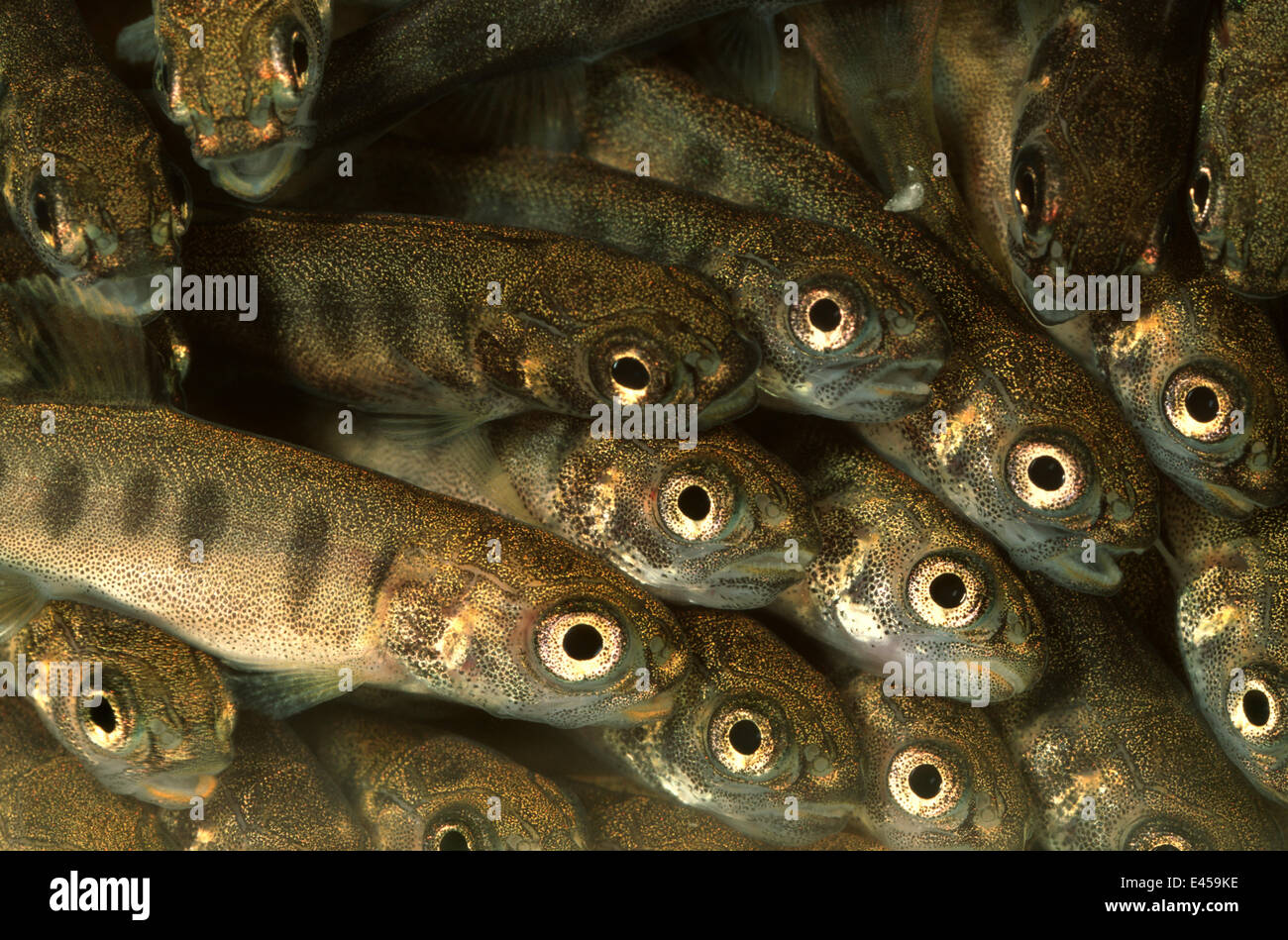 La trota arcobaleno avannotti (Salmo gairdnerii / Oncorhynchus mykiss) incubatoio, Svizzera, 2003 Foto Stock