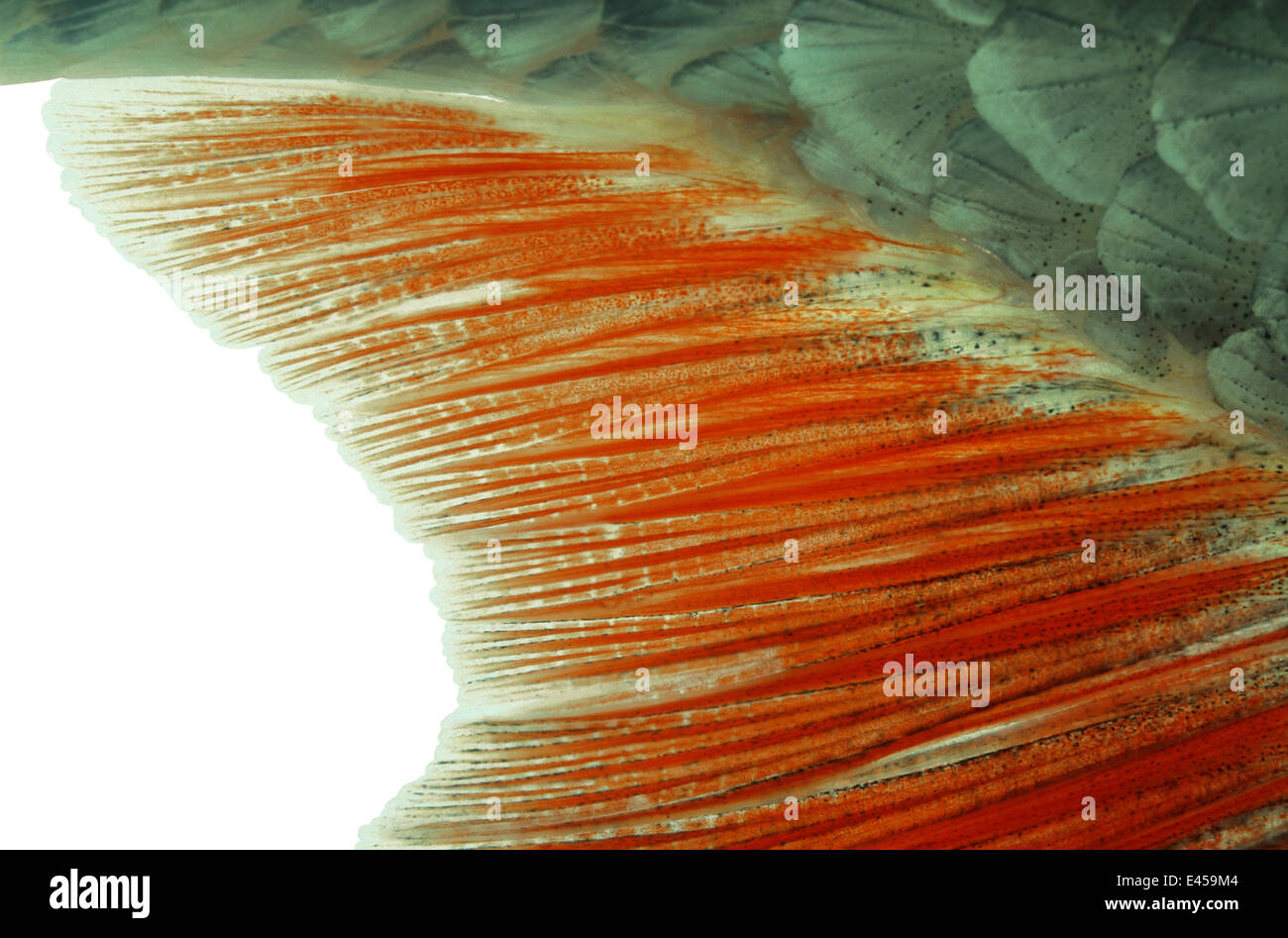 Rudd (Scardinius erythrophthalmus) close up della pinna anale, Europa, Captive Foto Stock