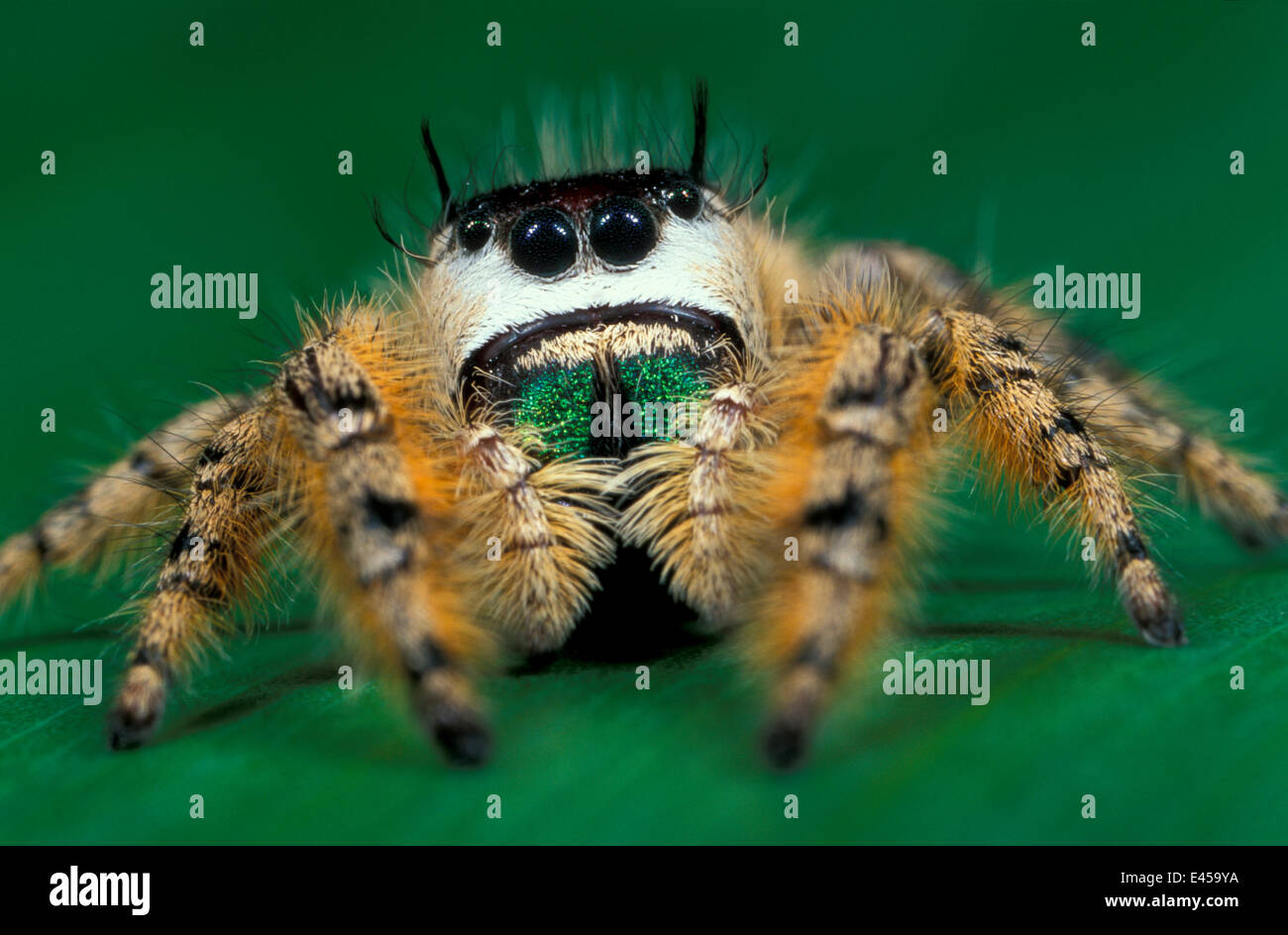 La tettoia jumping spider {Phidippus otiosus} Florida, Stati Uniti d'America Foto Stock