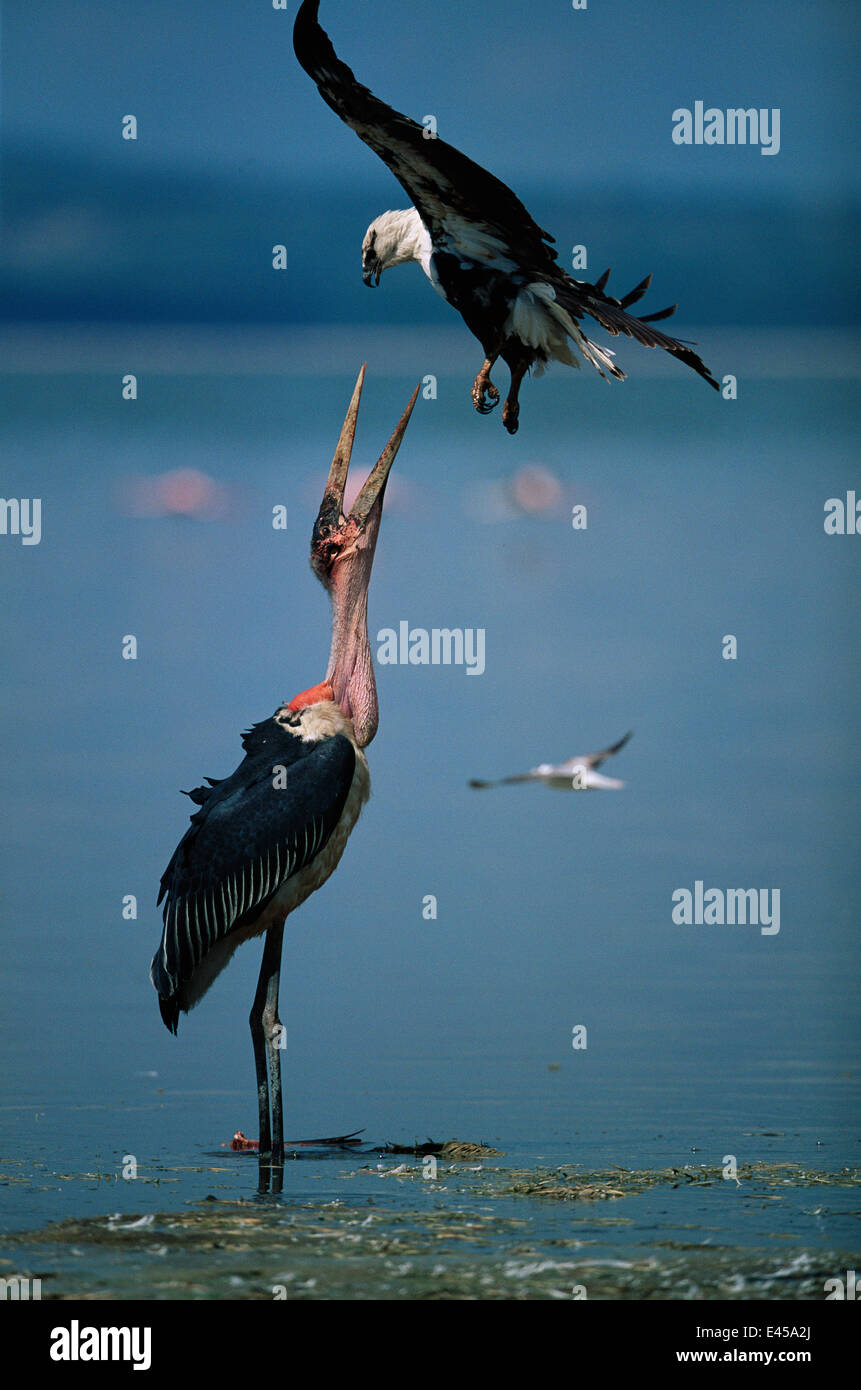 Marabou stork {Leptoptilos crumeniferos} e pesci africani eagle {Haliaeetus vocifer} in conflitto su Lesser flamingo preda. Lake Nakuru NP, Kenya. Foto Stock