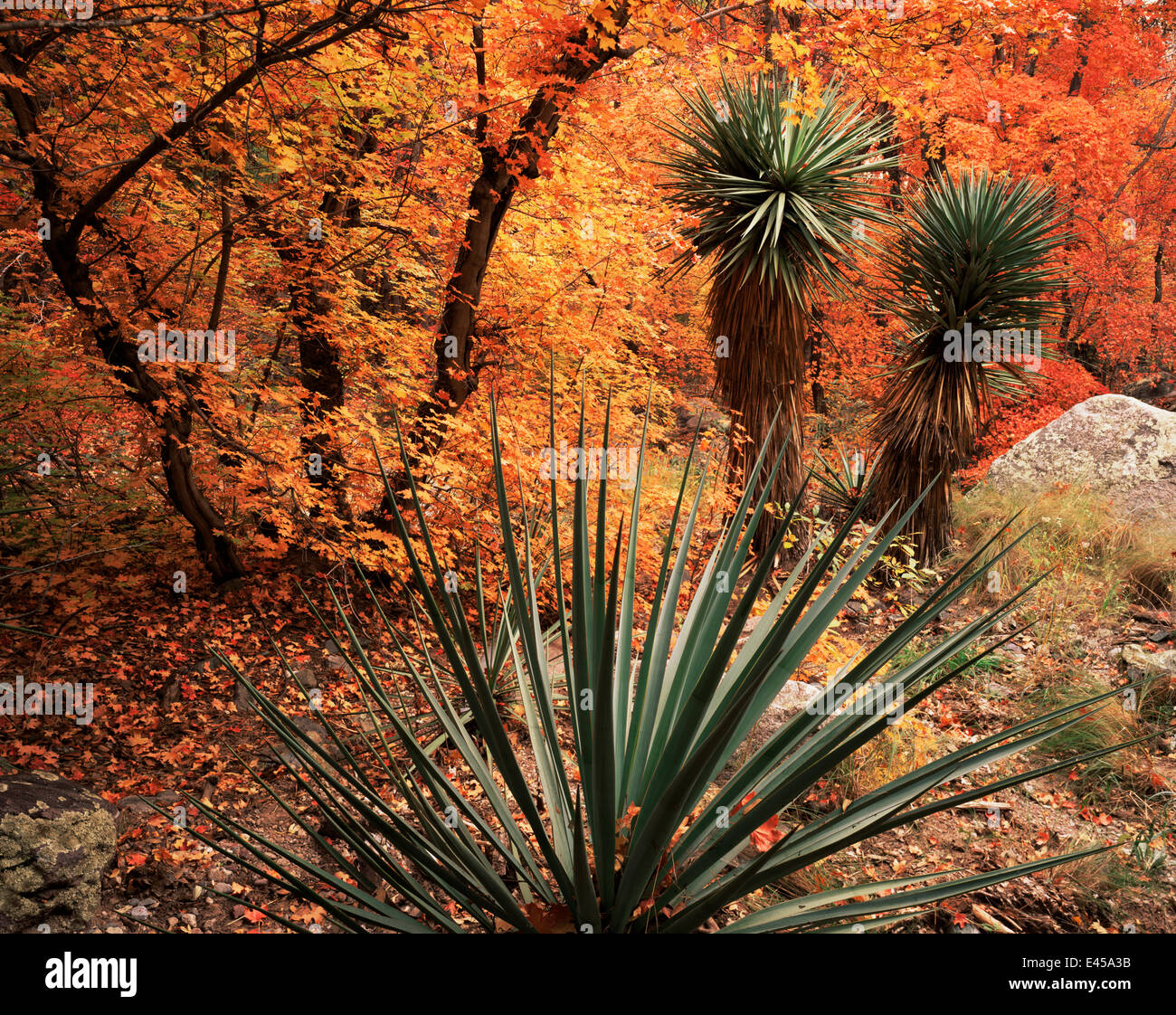 Yucca {Yucca schottii} e aceri Bigtooth {Acer grandidentatum} in colori autunnali, montagne Huachuca, Foresta Nazionale di Coronado, Arizona, Stati Uniti d'America Foto Stock
