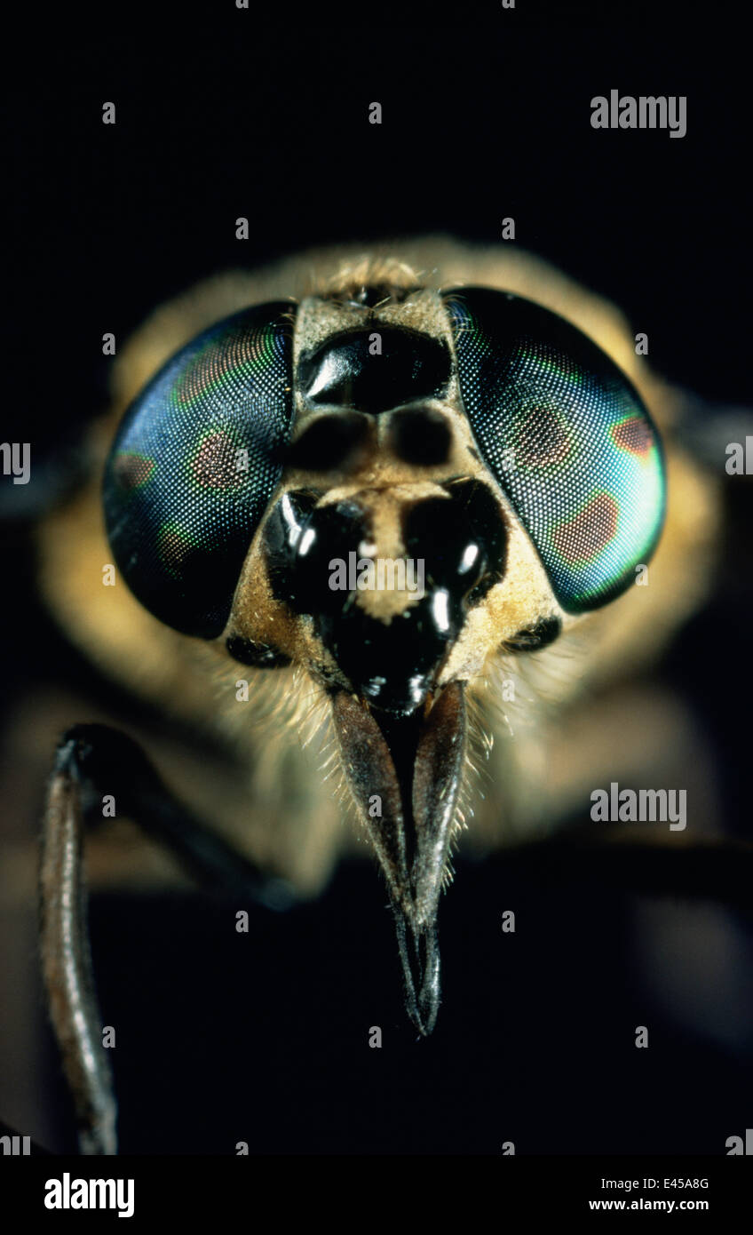 Golden-eyed Horse Fly (Chrysops quadratus), close-up di occhi. Regno Unito Foto Stock