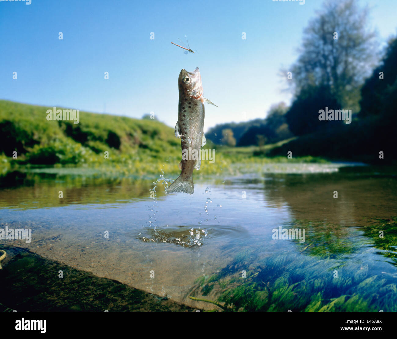 La trota marrone (Salmo trutta) saltando in un damselfly. (Digitally Enhanced) Foto Stock