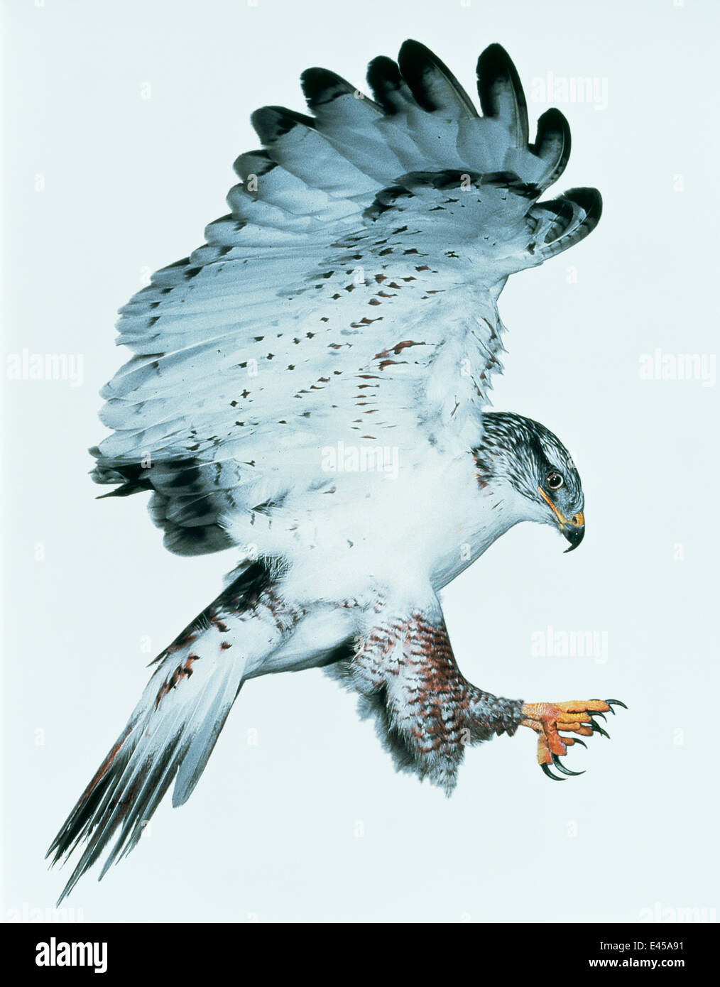 Falco ferruginosa (Buteo regalis) lo sbarco. Captive Foto Stock