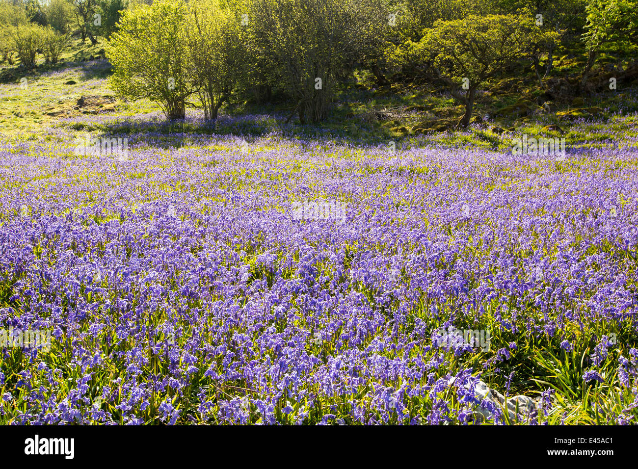 Bluebells e Hazel coppicing cresce su una collina calcarea in Yorkshire Dales National Park, Regno Unito. Foto Stock