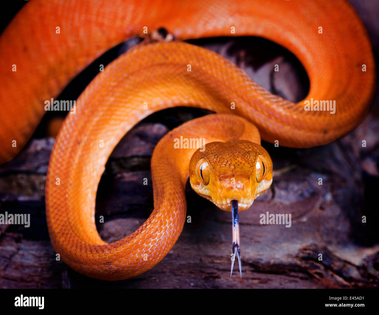 Amazon tree boa snake {Corallus hortulanus} verticale con la lingua di fuori, captive, Sud America Foto Stock