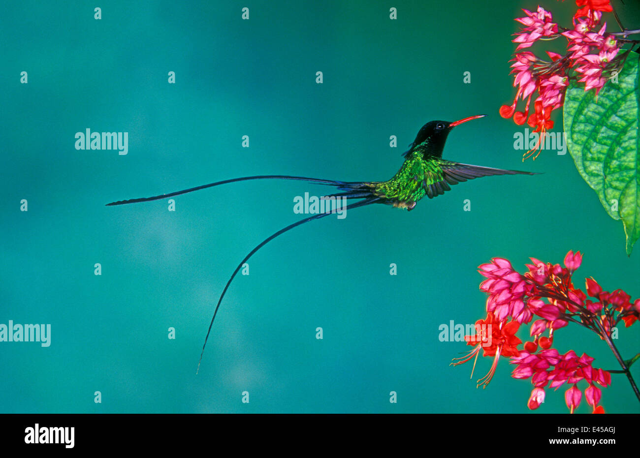 Rosso-fatturati Streamertail {Trochilus polytmus} alimentazione maschio sul cuore di spurgo Vine {Clerodendrum thomsoniae} Rocklands, Montego Bay, Giamaica. Foto Stock