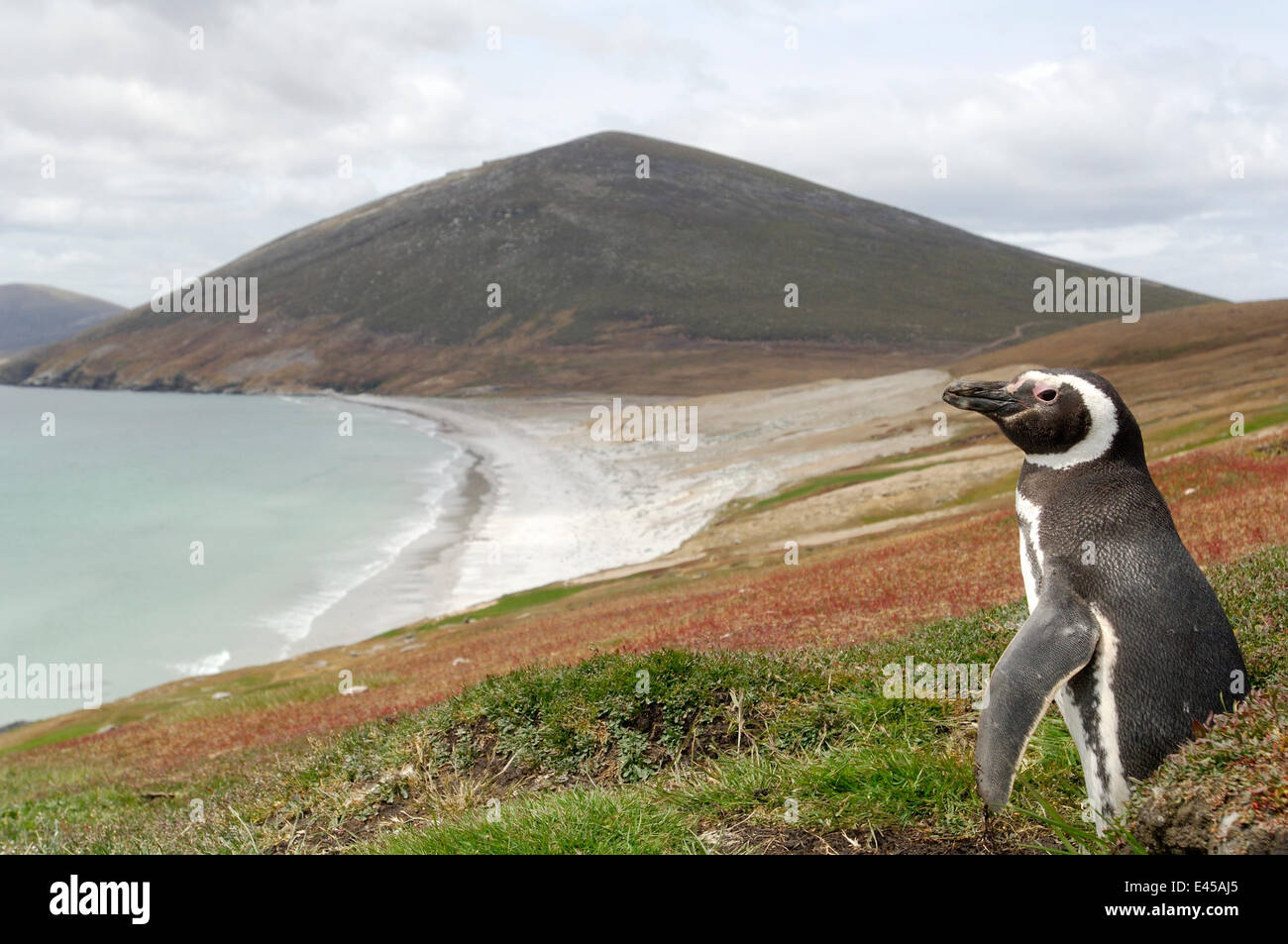 Magellanic penguin {Spheniscus magellani} in piedi in burrow sulla costa, isole Falkland. Foto Stock