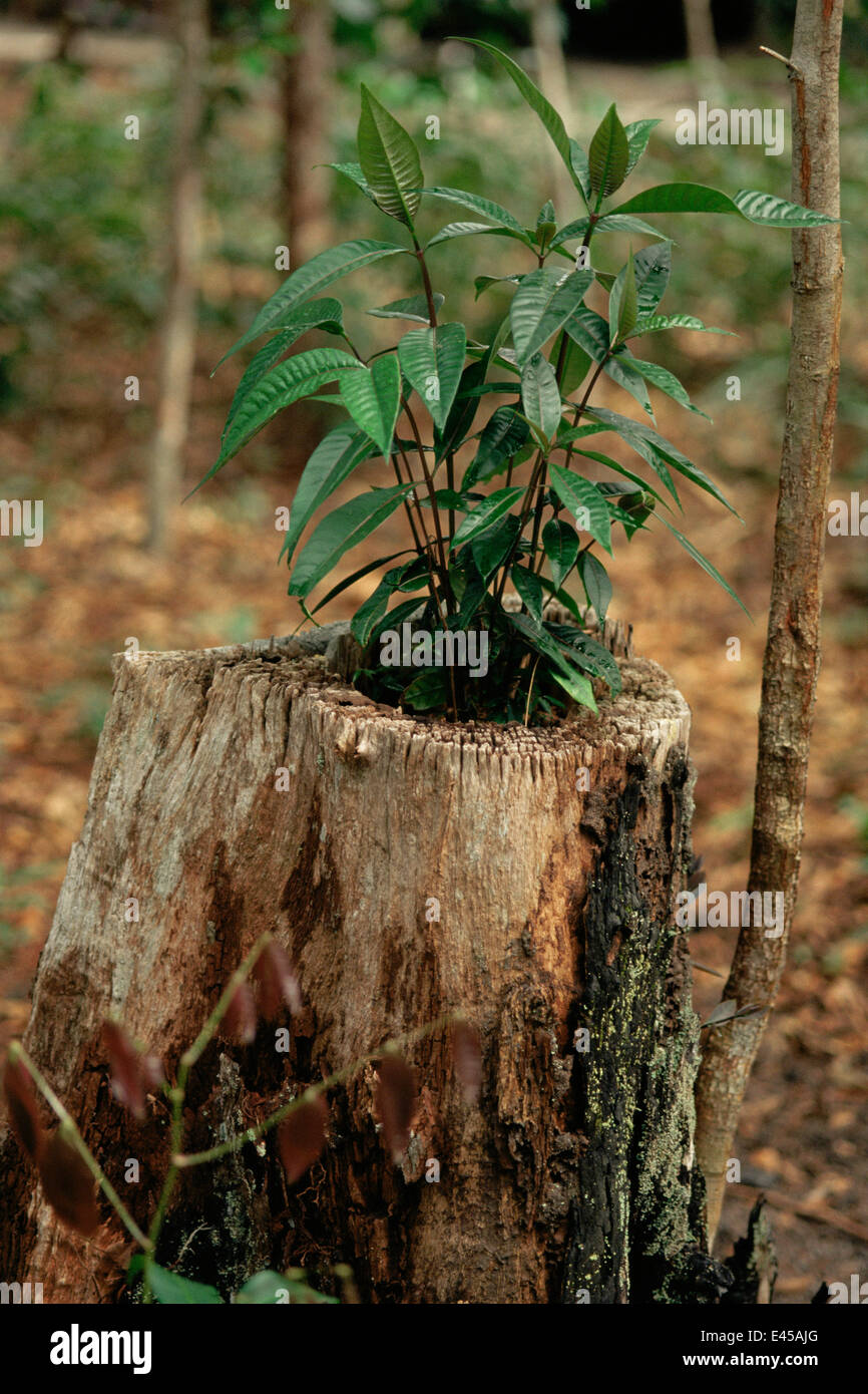Nuova Foresta Pluviale alberello che cresce in tronco di albero morto, Manaus, Brasile, Sud America Foto Stock