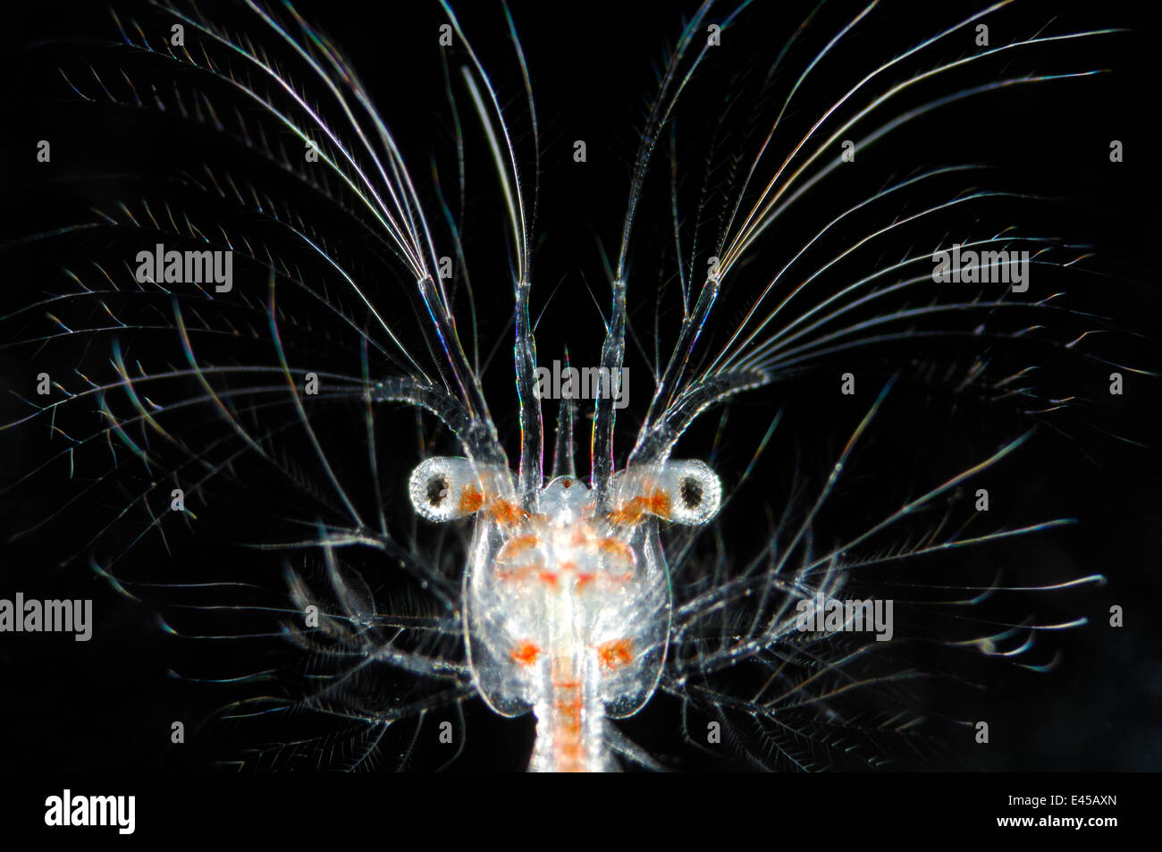 Marine Deepsea larva di decapod crostaceo {Sergestes sp} oceano Atlantico Foto Stock
