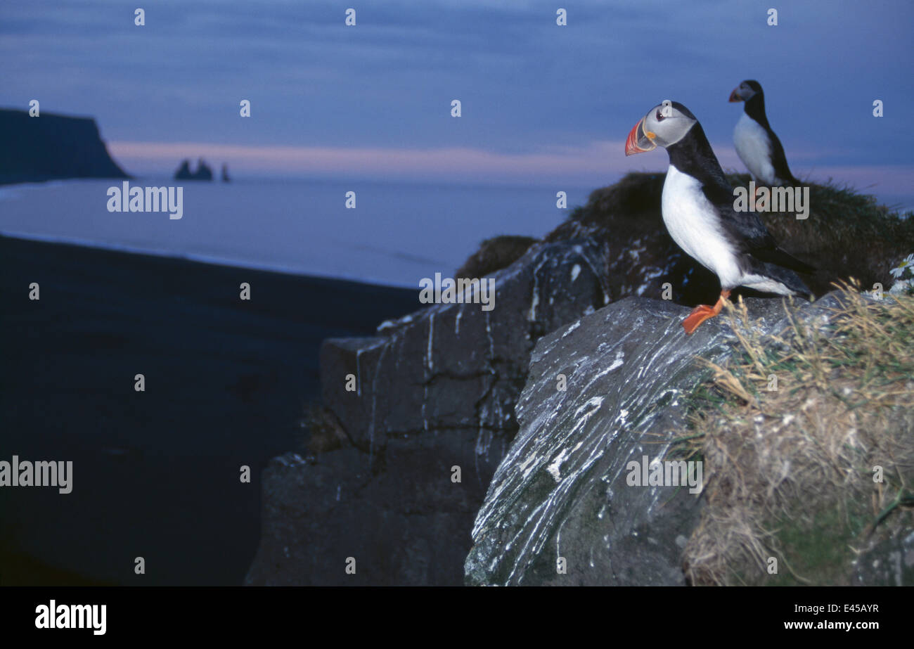 Puffin {Fratercula arctica} affacciato sulla costa a notte, Islanda, Luglio 1998 Foto Stock